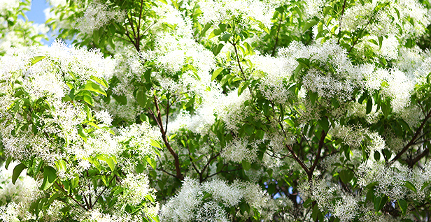 전주 이팝나무 축제