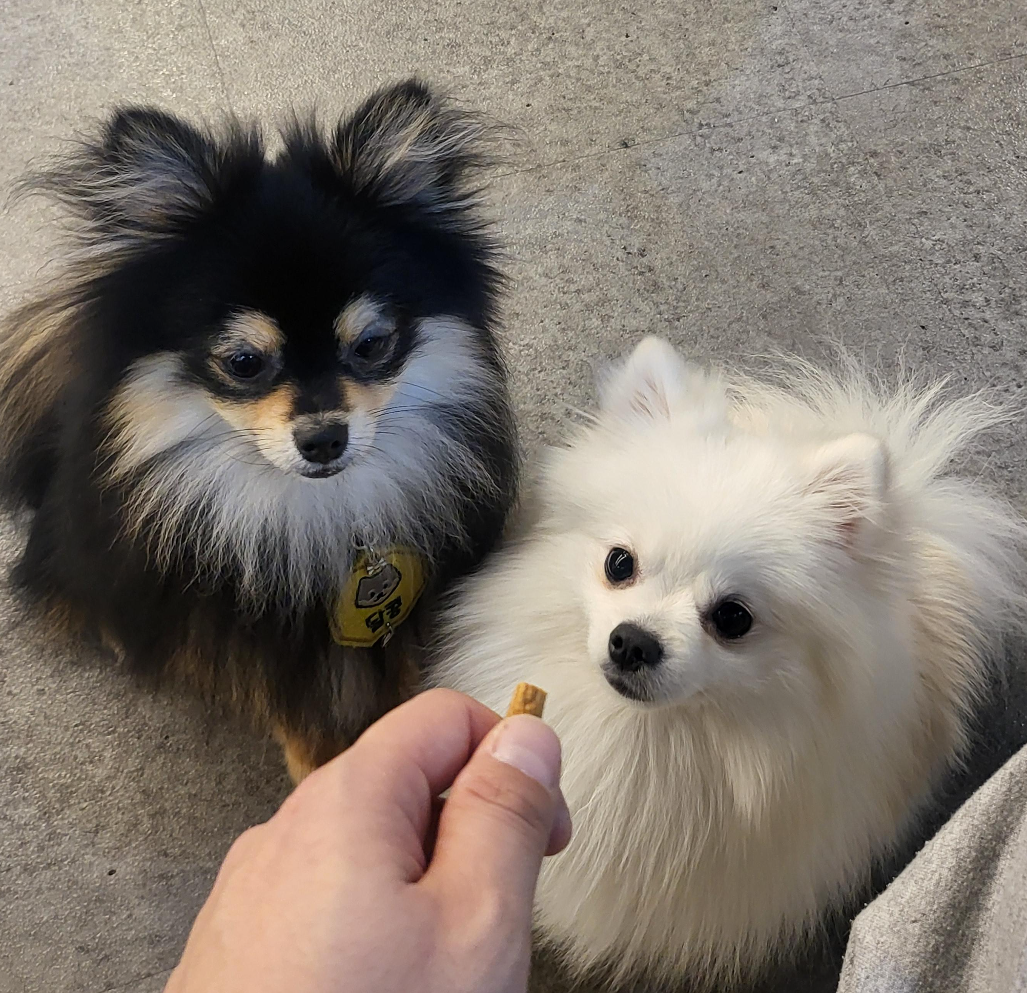 간식에 집중 하는 하콩&amp;달콩