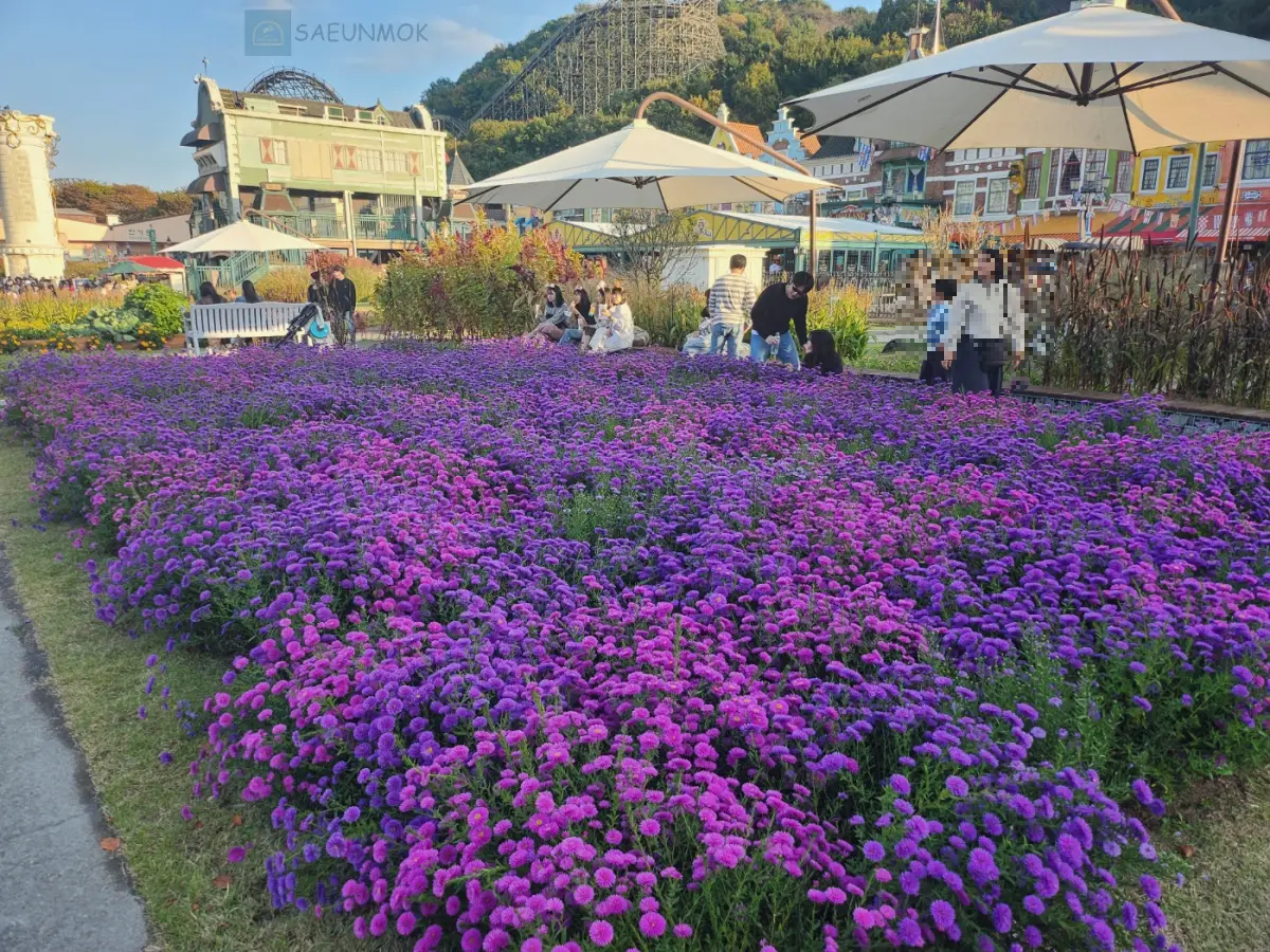 에버랜드-어텀페스타-꽃
