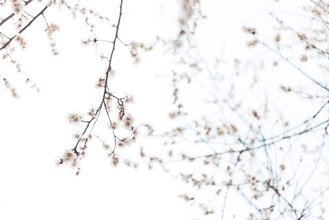 Plum Blossom
