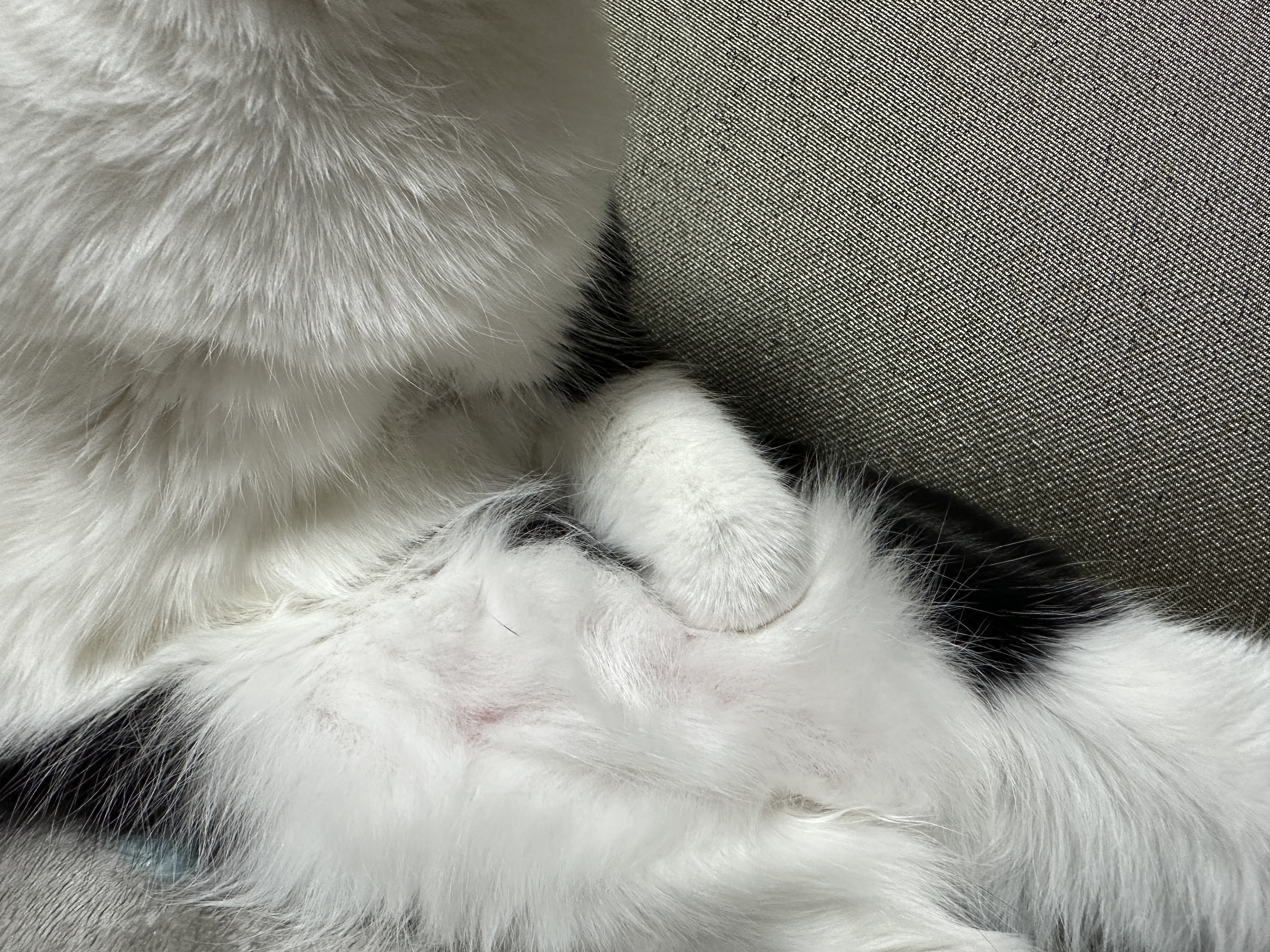 그루밍하다가 고장난 두리 ㅋ(feat. 접힌 앞발 킬포)