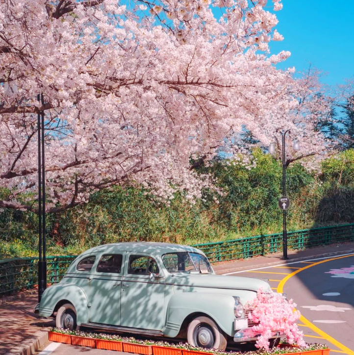 이월드 블라썸 피크닉과 관련된 사진