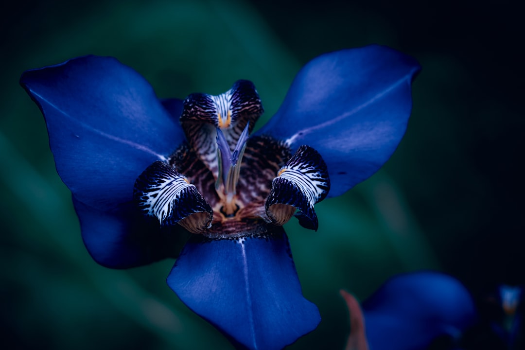 Iris