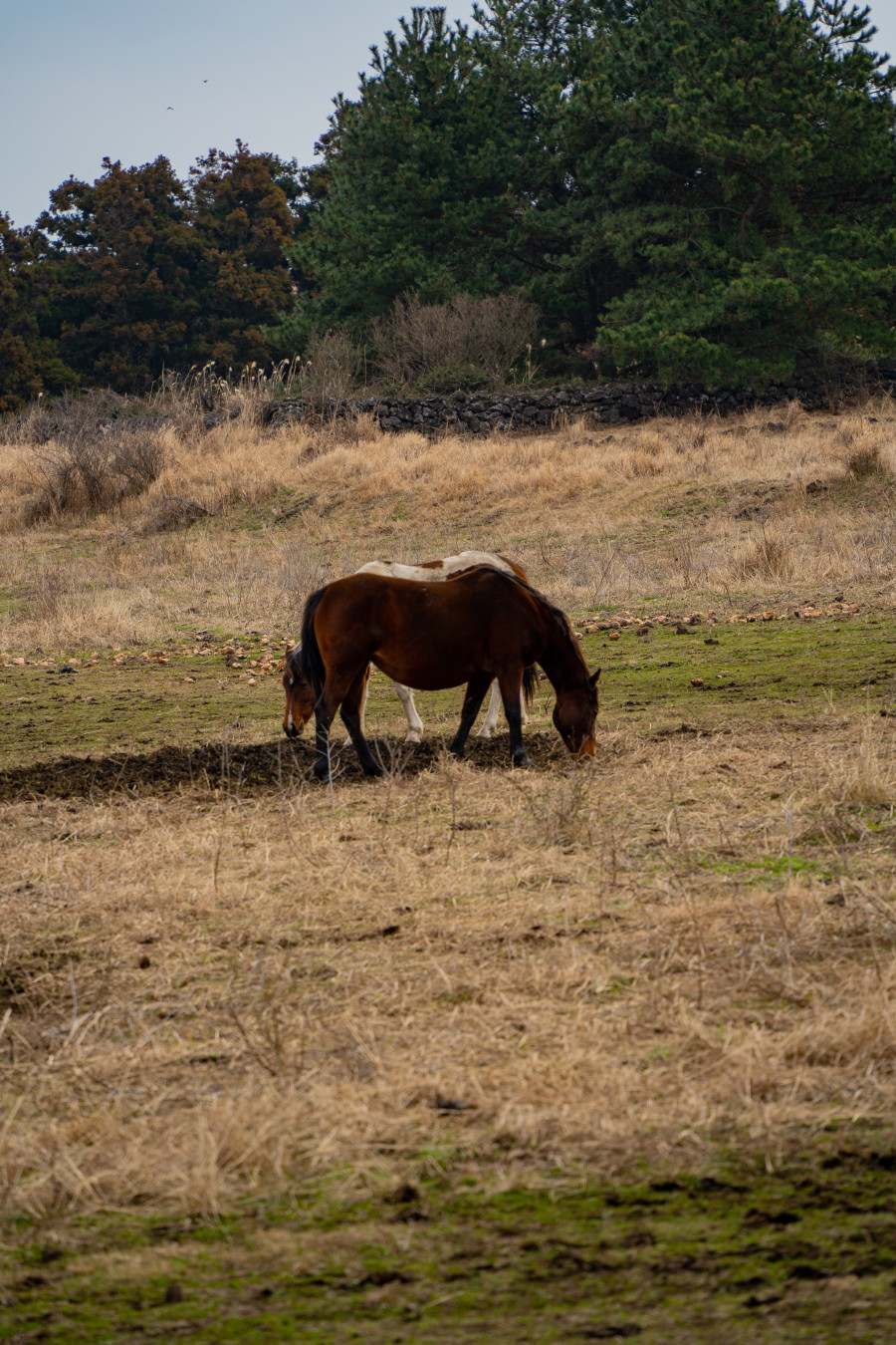 용눈이 오름 조랑말