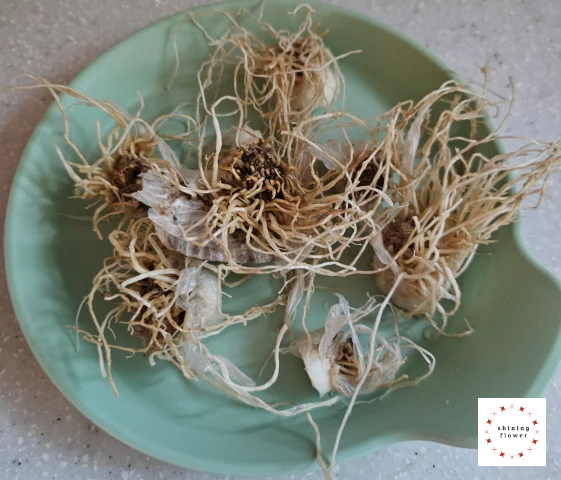 대파 뿌리 말린 것