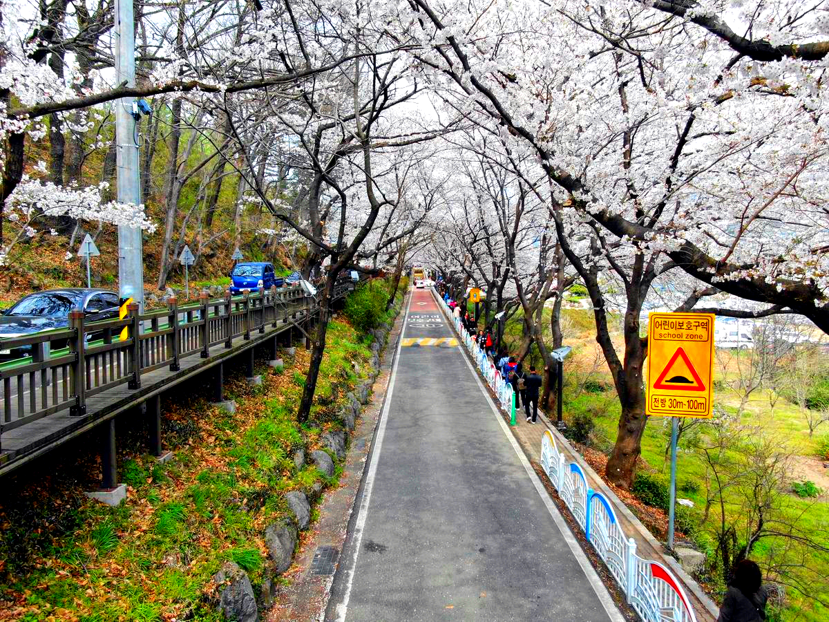 썸 타기 좋은 혼례길, 2026 하동 벚꽃축제 필수 체크: 주차&middot;교통&middot;개화 상황 실시간 확인
