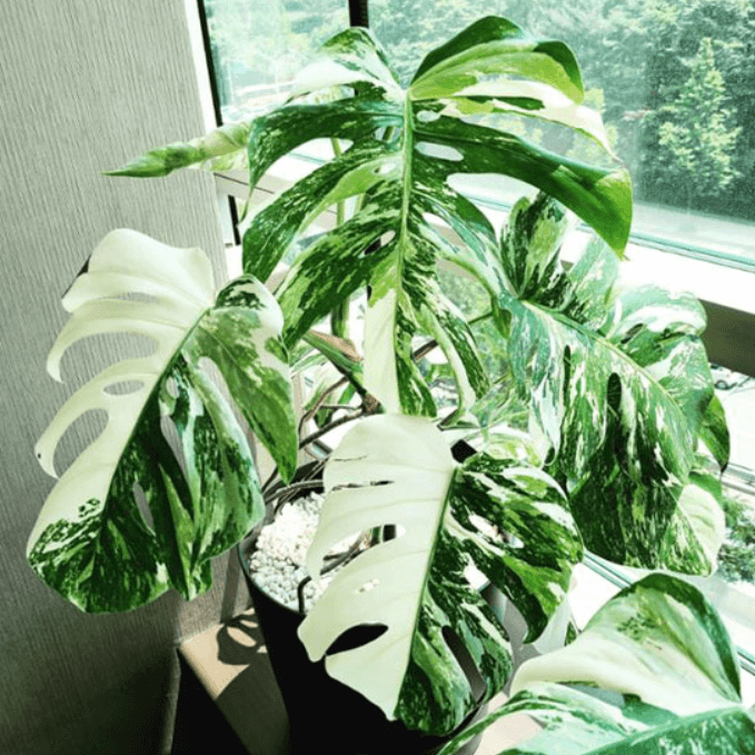창가에 놓여진 몬스테라 알보 사진