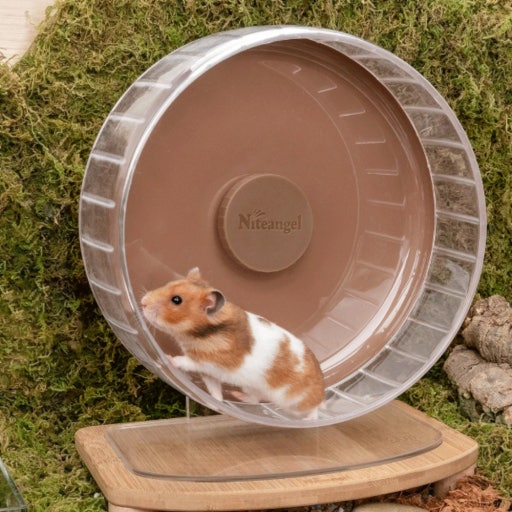 나는 내가 빛나는 사람인 줄 알았어요~~ 햄스터였어