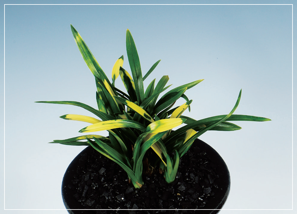 호피반 『사계』