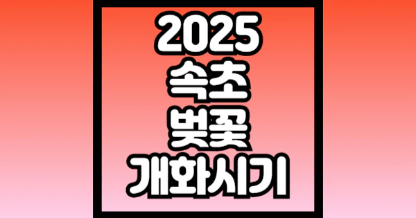 2025-속초-벚꽃-개화시기