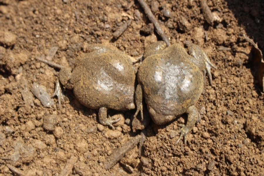 맹꽁이를 지켜야하는 이유와 보호법