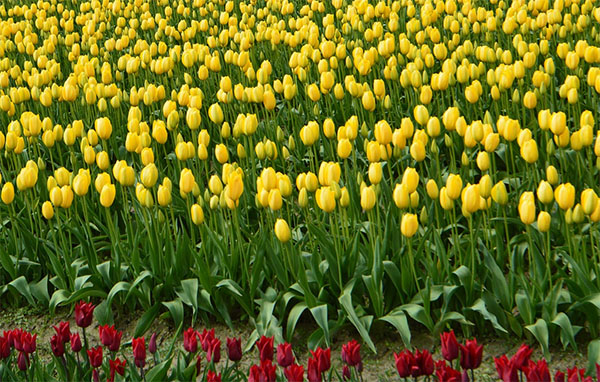 임자도 튤립축제