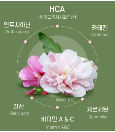 무궁화-다이어트-성분