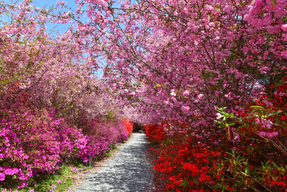 강진 서부해당화 봄꽃축제 기본일정과 프로그램 소개