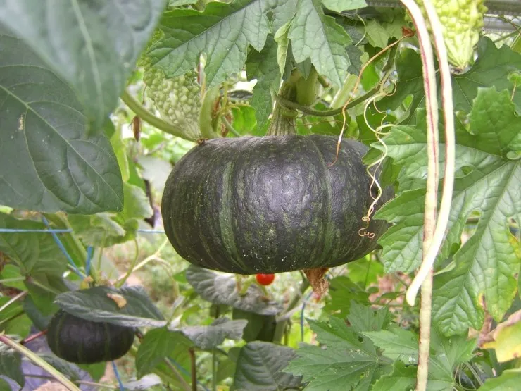 단호박 재배 직파 요령 덩굴 유인 당도 관리_1