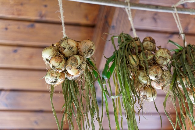 양파 저장법 – 온도와 습도가 핵심입니다