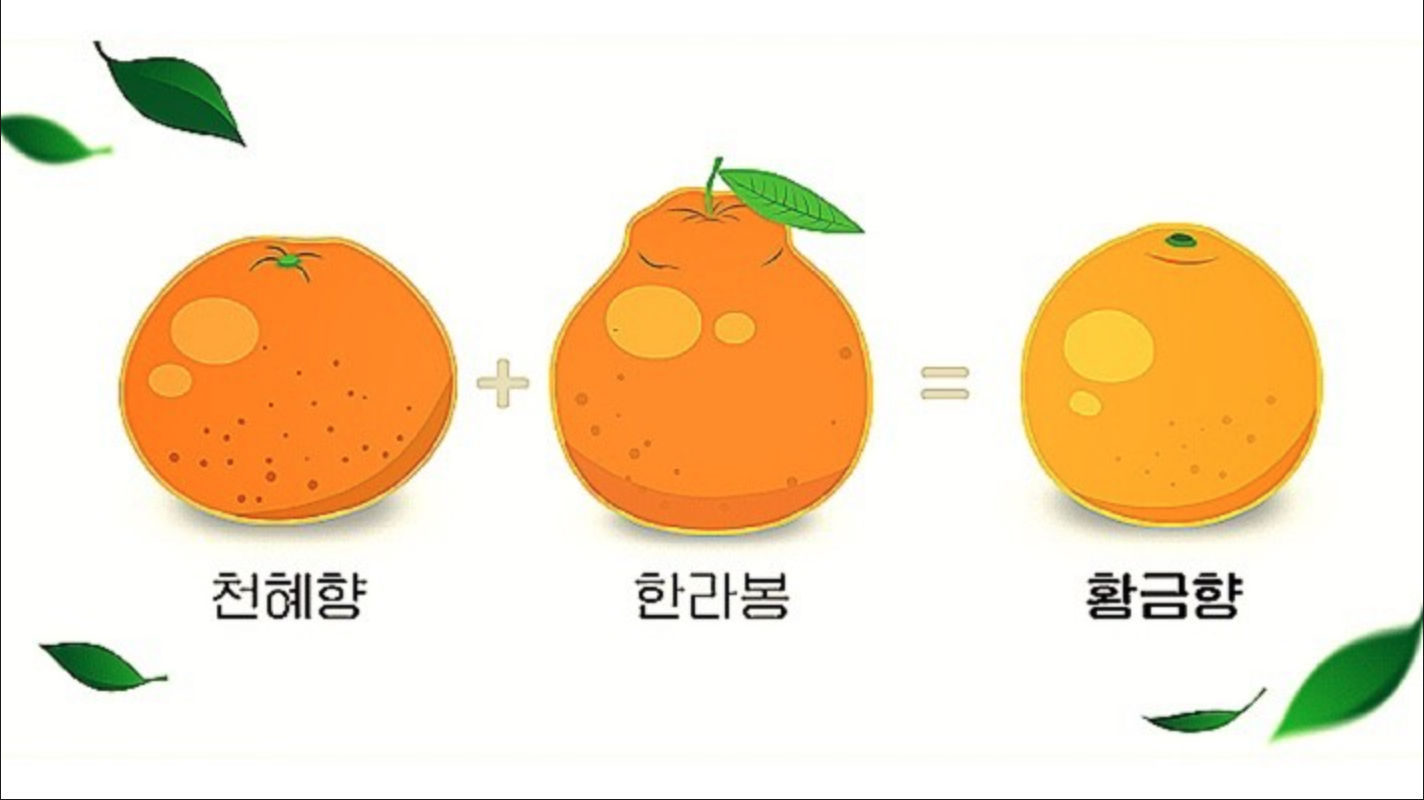 천혜향 한라봉 황금향
