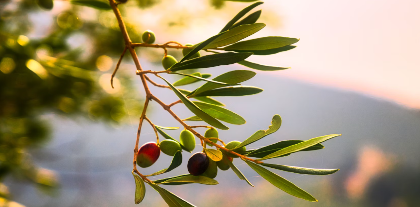 올리브 오일 사진