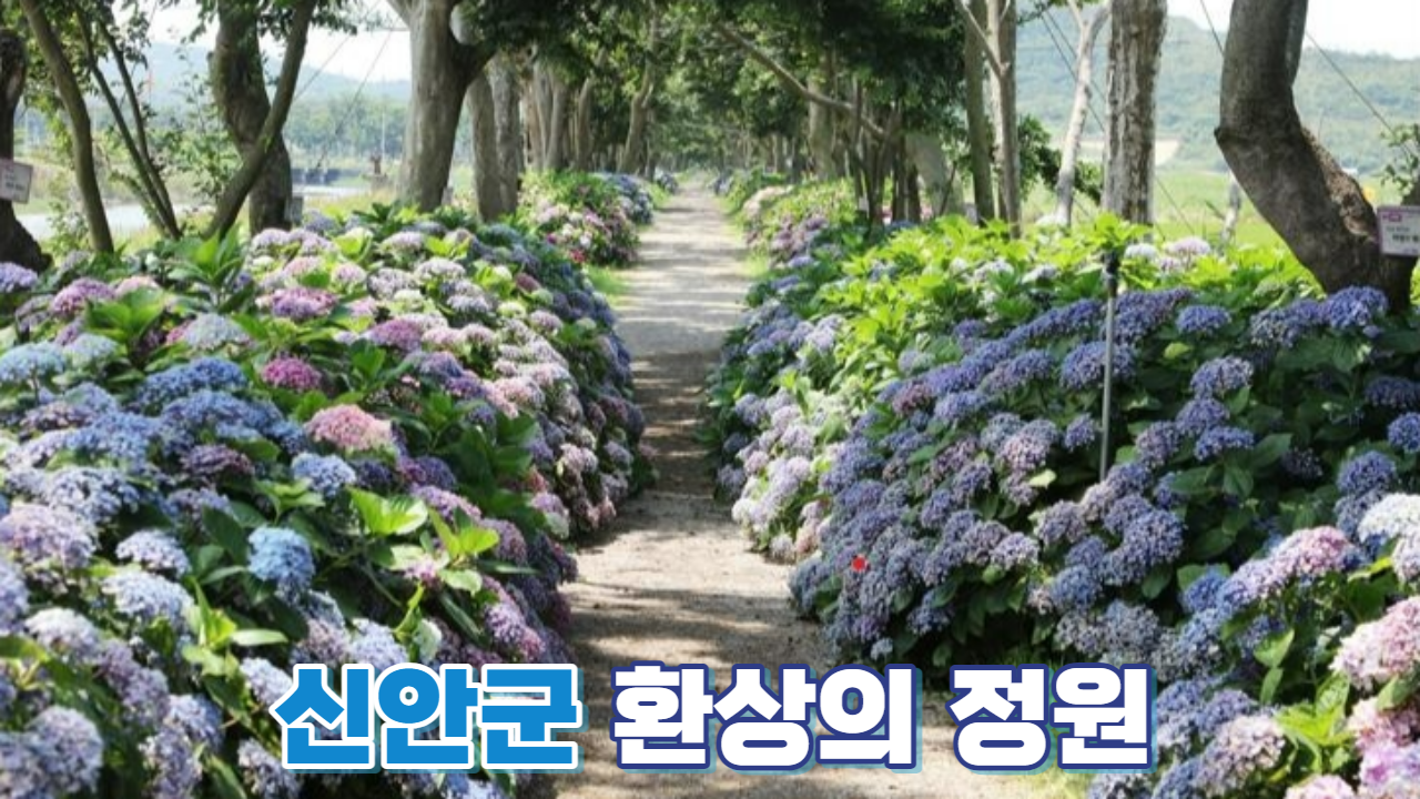 신안 도초도 섬수국축제