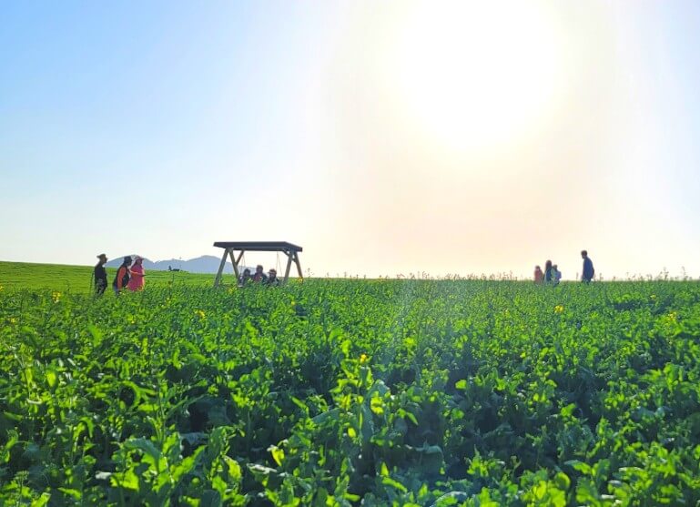 2025 고창청보리밭 축제 : 싱그러운 초록의 향연, 고창청보리밭 축제