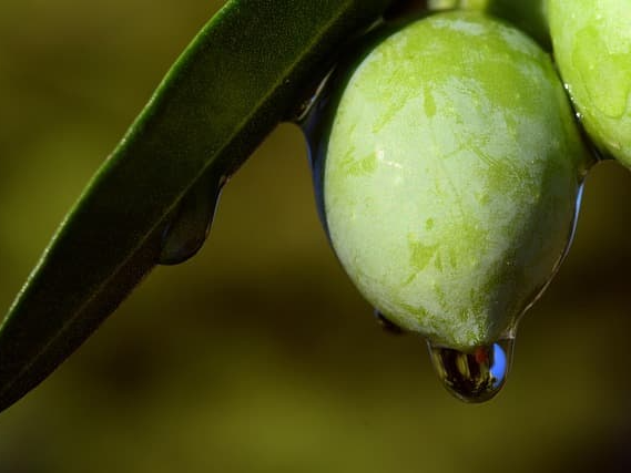 율리브유 혈압 조절