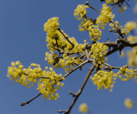 봄에 피는 꽃 순서