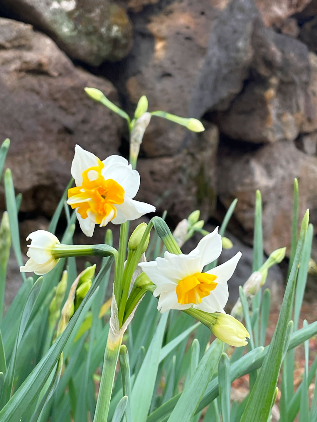 수선화 무료이미지