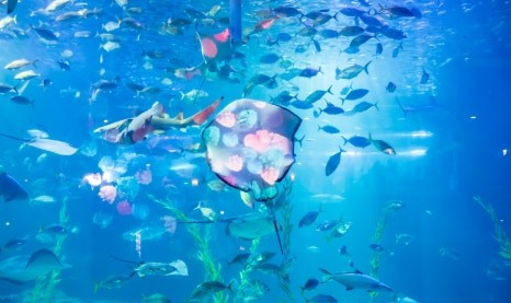 제주 동쪽 가볼만한곳 (아쿠아플라넷 제주)