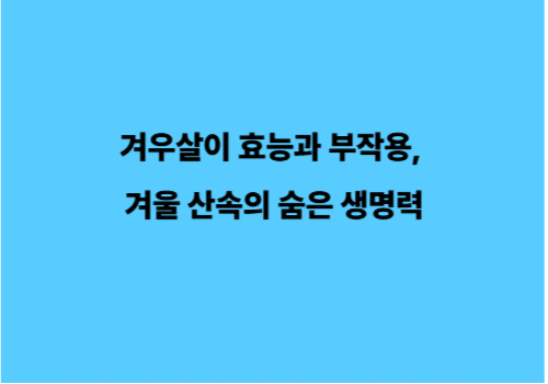겨우살이 효능과 부작용, 겨울 산속의 숨은 생명력