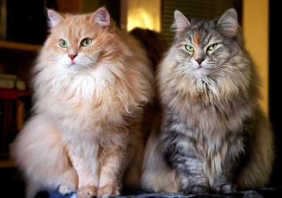 사이베리안 포레스트 캣의 이미지