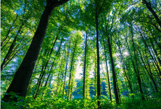 향로산 자연휴양림 예약