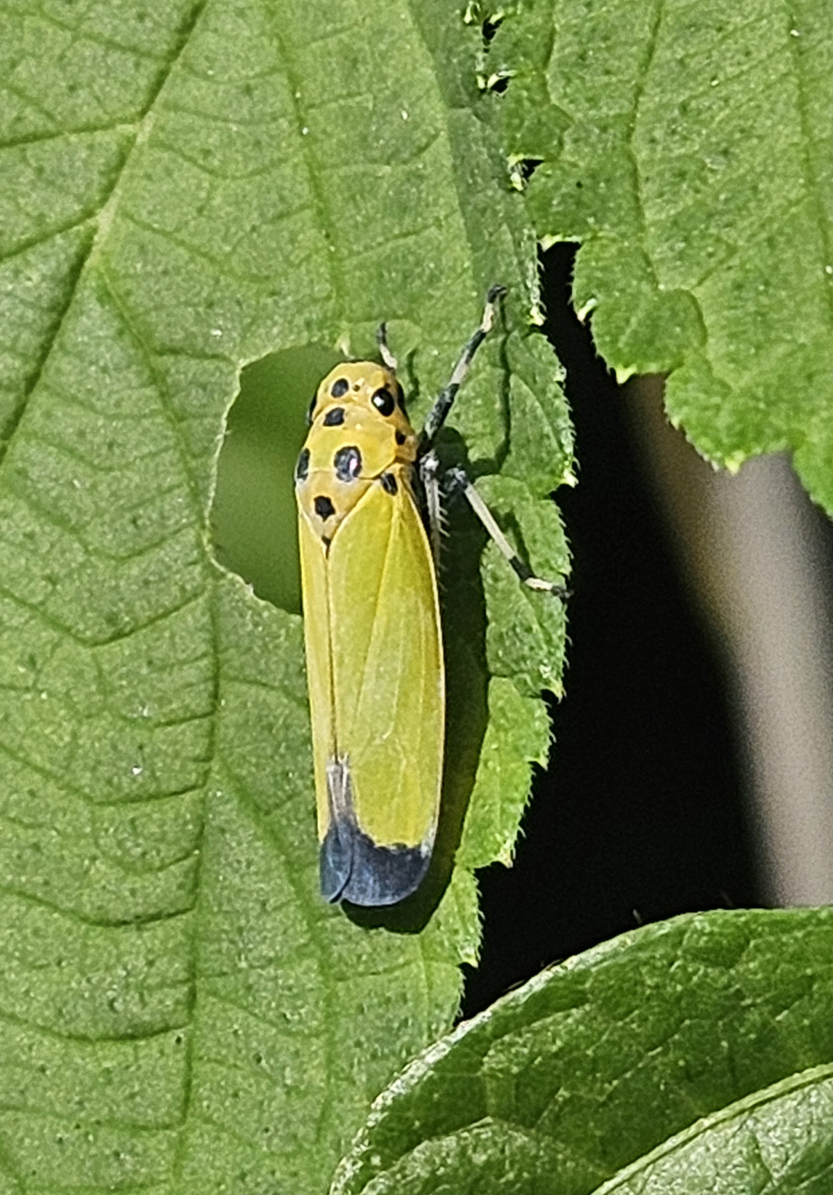 끝검은말매미충 성추2