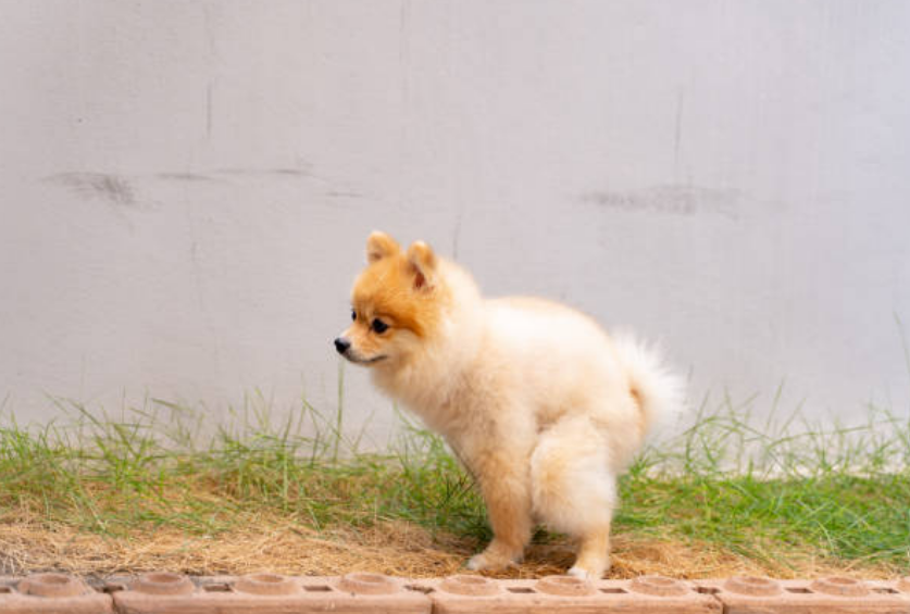 강아지 시외배변과 실내배변