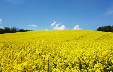 봄에 가기 좋은 해외 꽃구경 명소