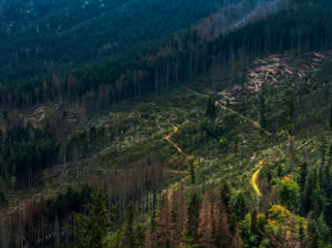 칼륨 수치 낮추는 방법