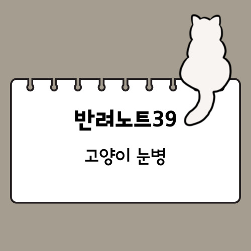 고양이 눈병