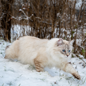 고양이-품종-17가지-종류-완벽-총정리