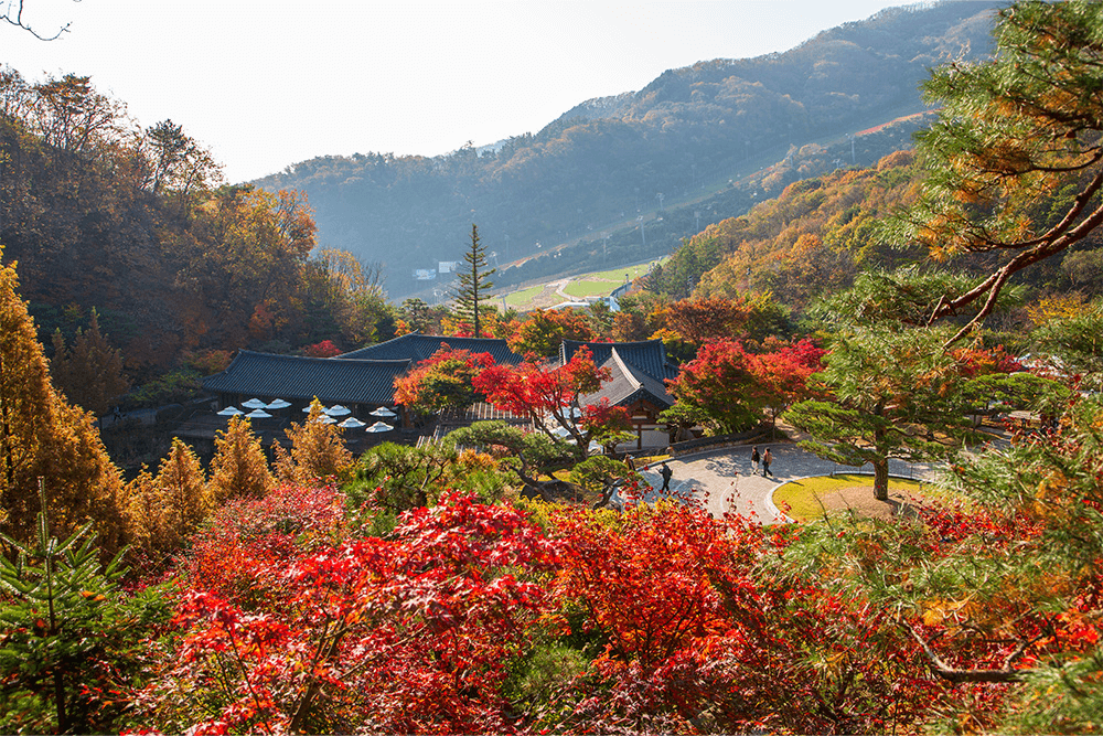 화담숲 예약 100% 성공하는 꿀팁