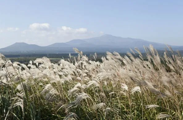 제주도-가을-여행-억새-명소-산굼부리-억새