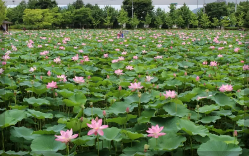세미원 연꽃축제, 연꽃문화제_15