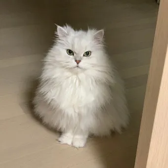 페르시안 고양이 유전병_4