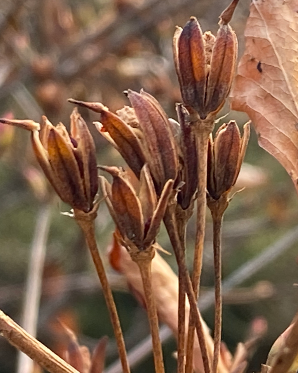 등대꽃나무 열매4