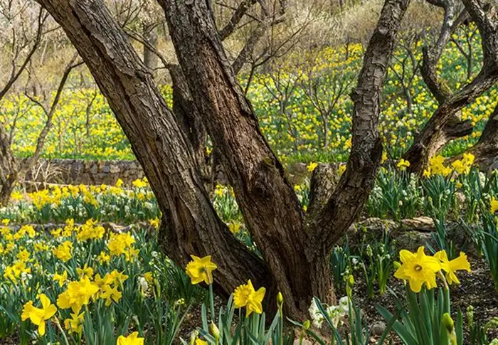 화담숲-예약하기-봄시즌-오픈-예매-입장료