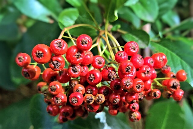 마가목 효능 총정리