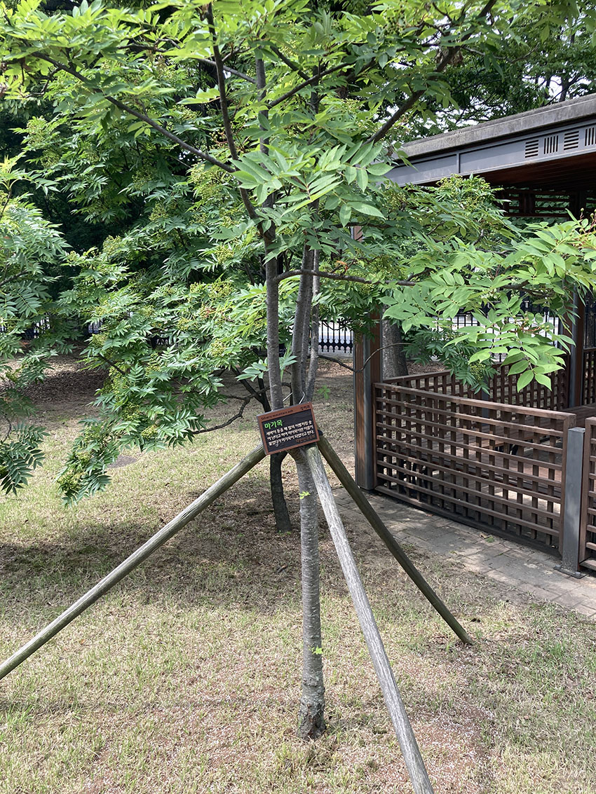마가목