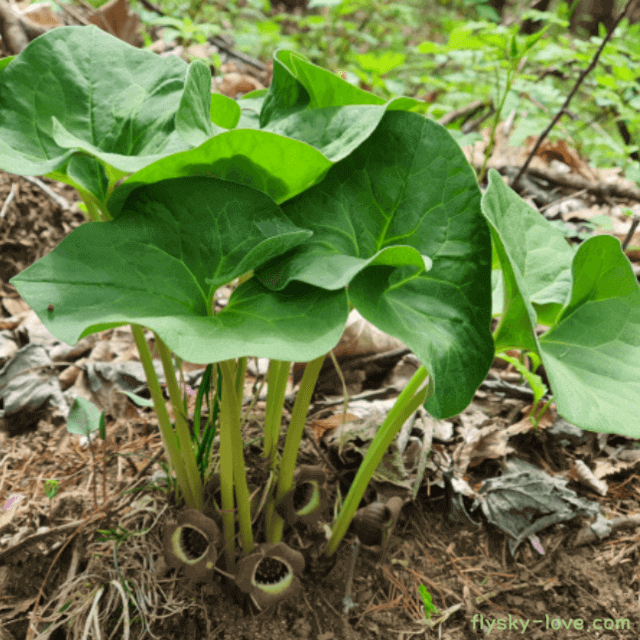 비염에 효과적인 족도리풀