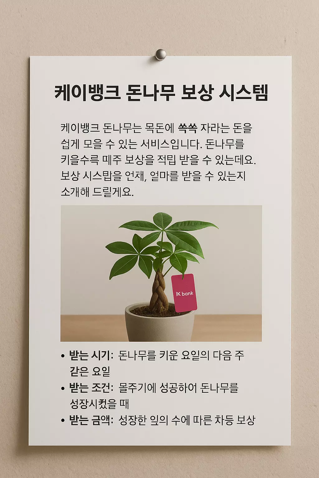 케이뱅크 돈나무 보상 시스템 안내 포스터 - 키우는 요일, 지급 조건, 보상 금액을 안내하는 공식 스타일 이미지