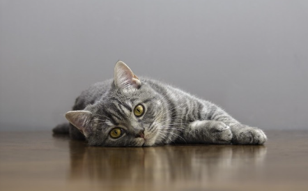 누워있는 고양이.