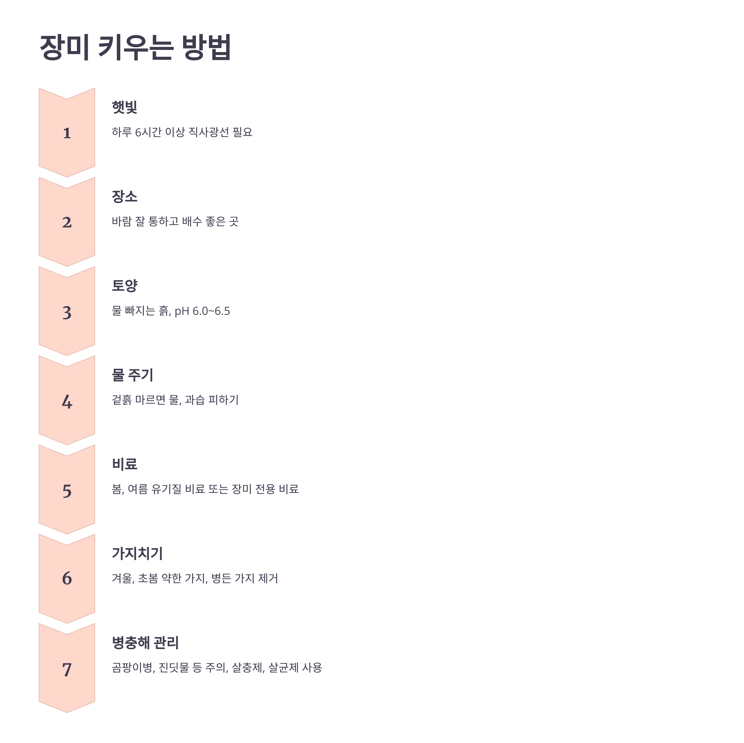 장미 사진입니다.