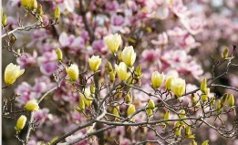 목원 목련축제(2025) 예약 및 여행코스 관련 사진